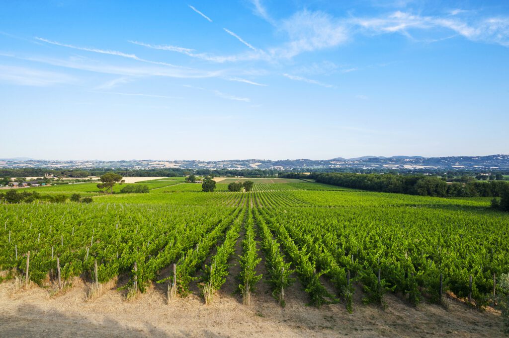 veduta panoramica su un vigneto a Torgiano dal quale si ricava l’uva per la produzione del Torgiano Rosso Riserva DOCG.