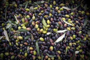 Vista dall'alto di olive appena colte. Le olive, con colori che vanno dal verde al viola scuro, tra le quali si trovano foglie e piccoli rami, occupano interamente l'immagine.