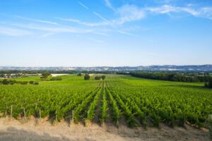 panoramic view on a vineyard in Torgiano from which the grapes for the Torgiano Rosso Riserva DOCG are taken.