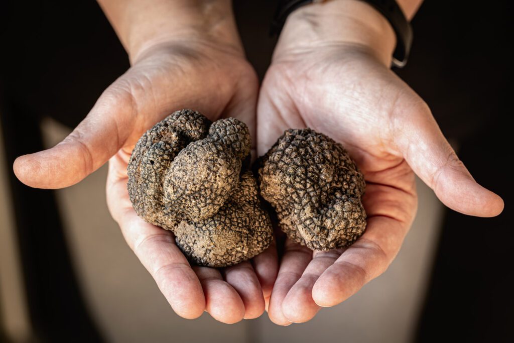 close-up shots of hands holding black truffles