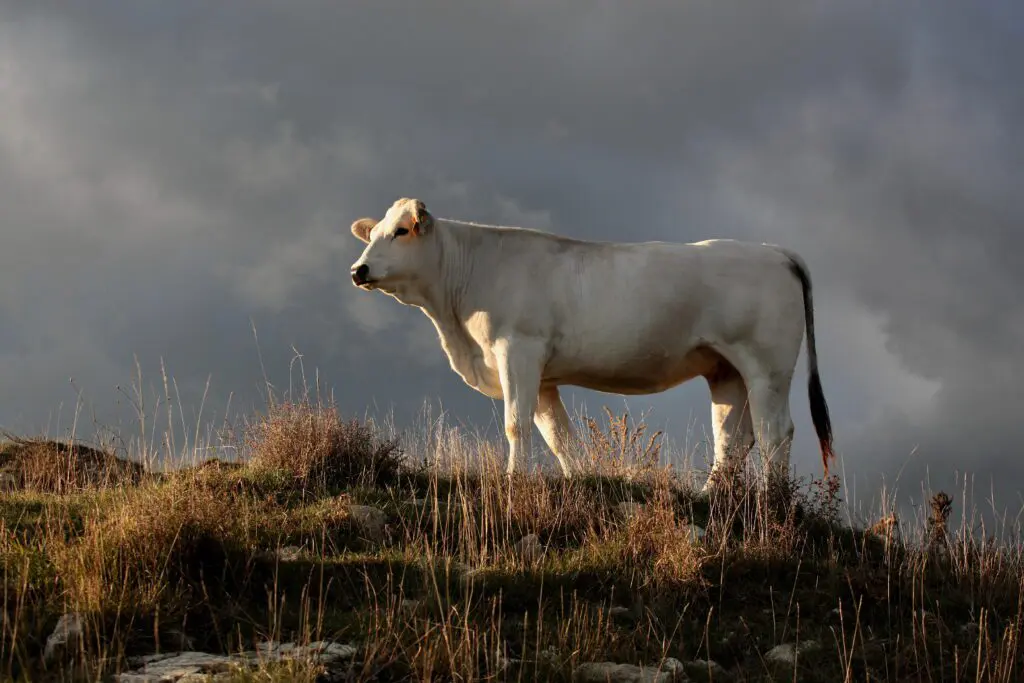 vista dal basso di un bovino di razza Chianina che si eleva sopra una collinetta di rocce ed erba.