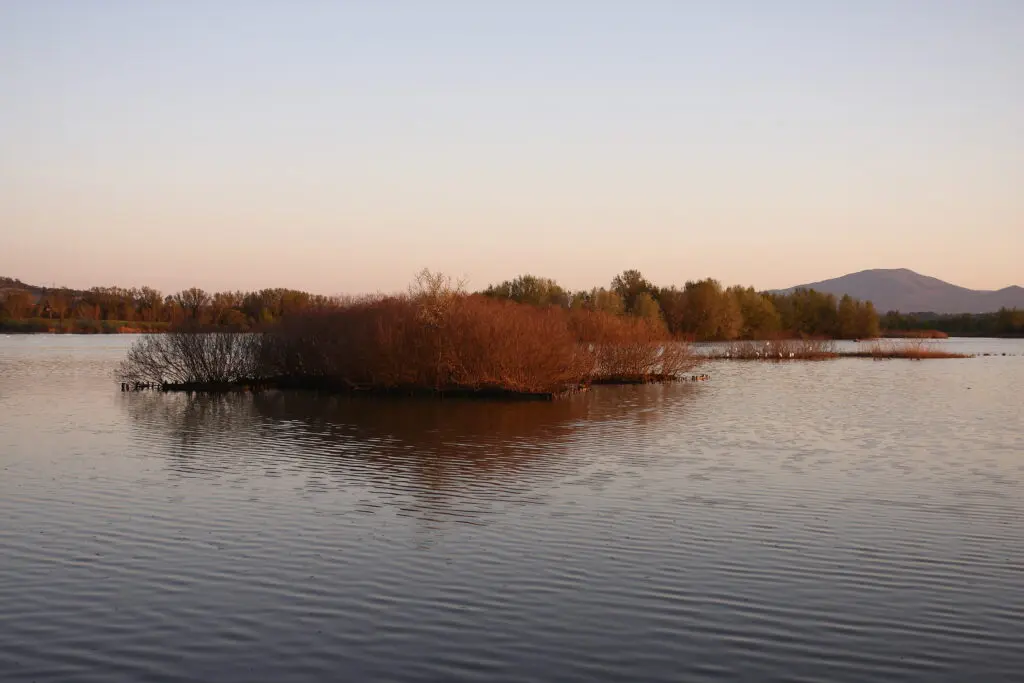 Dettaglio del lago di alviano con piante acquatiche che crescono al centro del lago e lungo le sue sponde. La foto è stata scattata al tramonto.